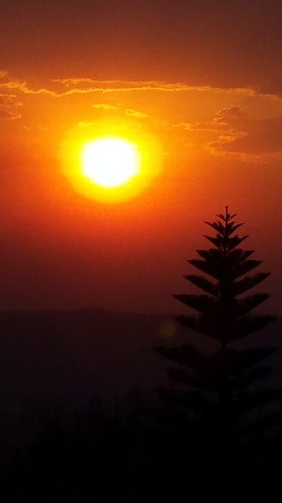 At sunset the outline of the pine tree
